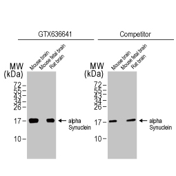 alpha Synuclein antibody [HL1242] (GTX636641)